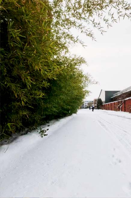 以雪为令，AMTG迅速组织扫雪活动